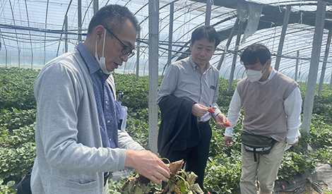 國際消息|“片倉土壤調理法”解決種植問題